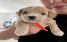 Maltipoo dogs for sale: Beautiful Male Maltipoo F1 Pups - Image 30
