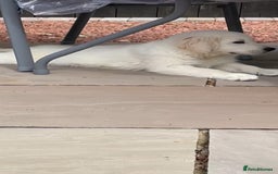 Golden Retriever dogs for sale: White Golden Retriever  - Image 6