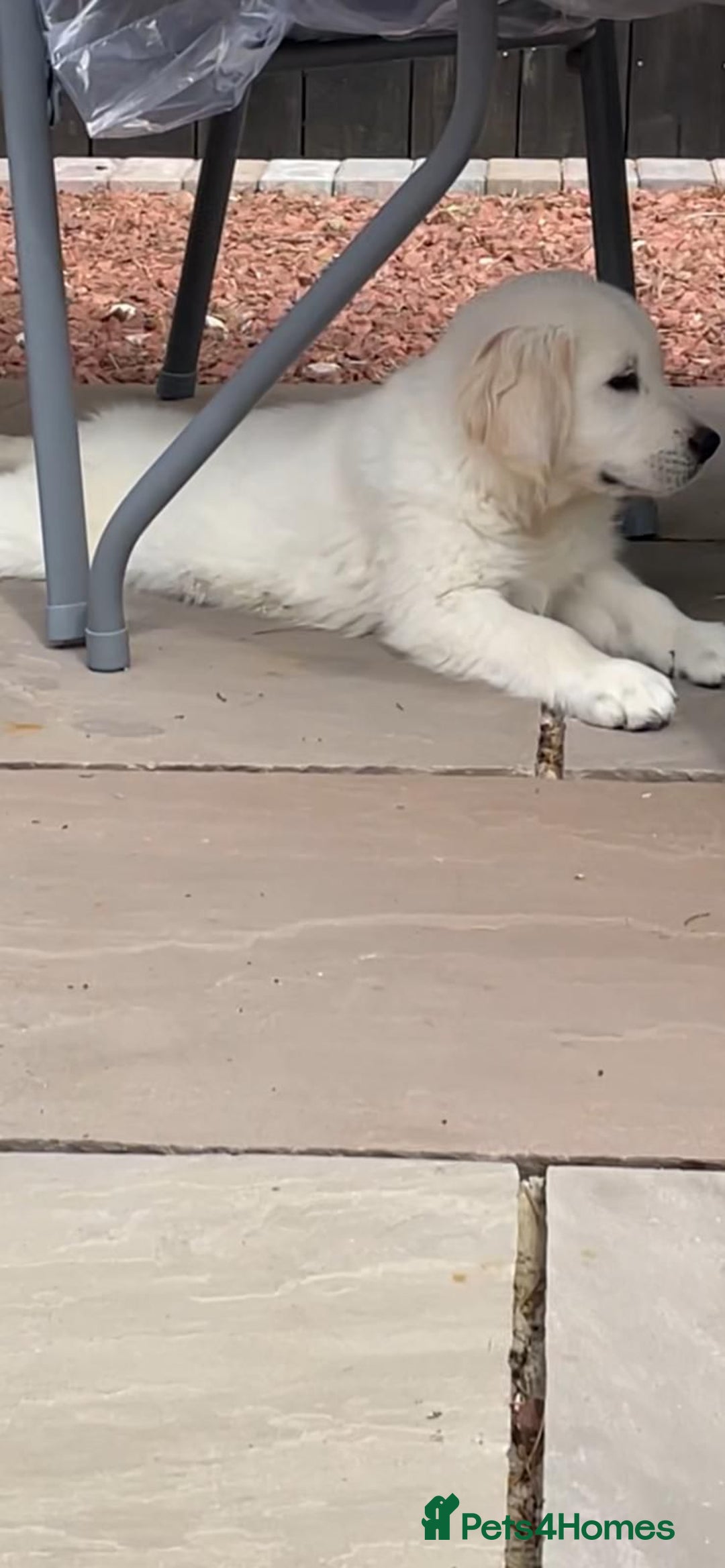 Golden Retriever dogs for sale: White Golden Retriever  - Image 6