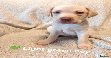 Labrador Retriever dogs ***ONLY 3 BABYS LEFT*** Adorable Lab Pups  - Advert 5