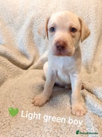 Labrador Retriever dogs ***ONLY 3 BABYS LEFT*** Adorable Lab Pups - Advert 5