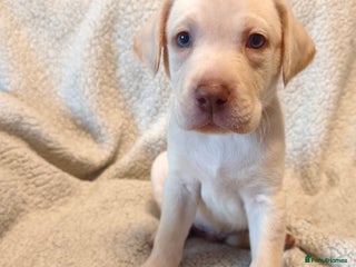 Labrador Retriever dogs ***ONLY 2 BABYS LEFT*** Adorable Lab Pups - Advert 16