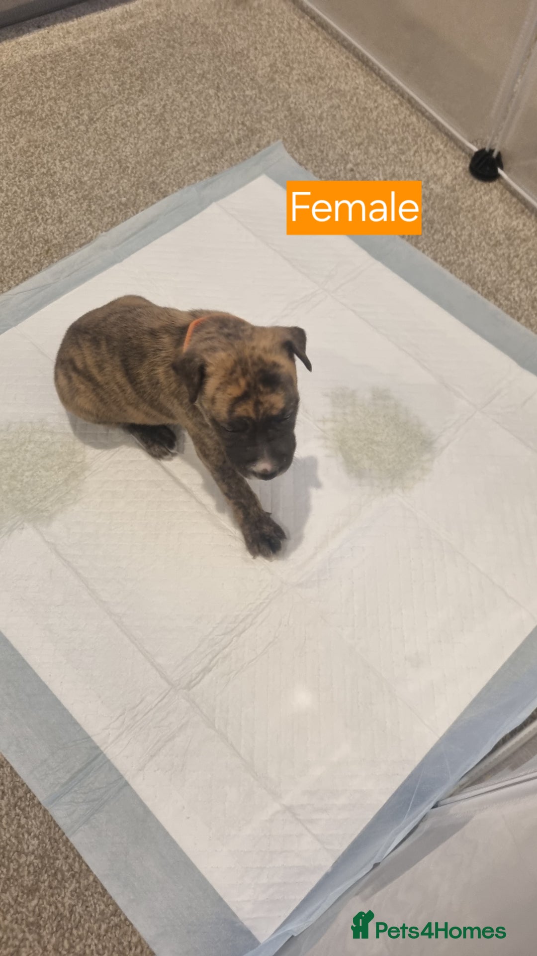 Mixed Breed dogs for sale: Staffy x Whippet puppies - Image 17