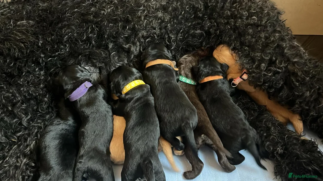 Labradoodle dogs for sale: Labrodoodle Puppies - Advert 2