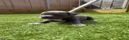 Staffordshire Bull Terrier dogs for sale: Staffordshire bull terriers for sale  - Advert 8