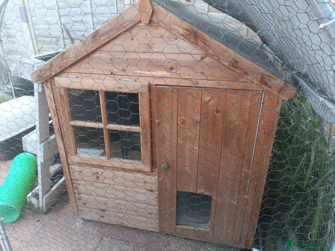 Mixed Breed rabbits for sale: Bonded bunnies - Image 4