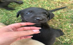 Labrador Retriever dogs for sale: Female black Labradors - Image 16
