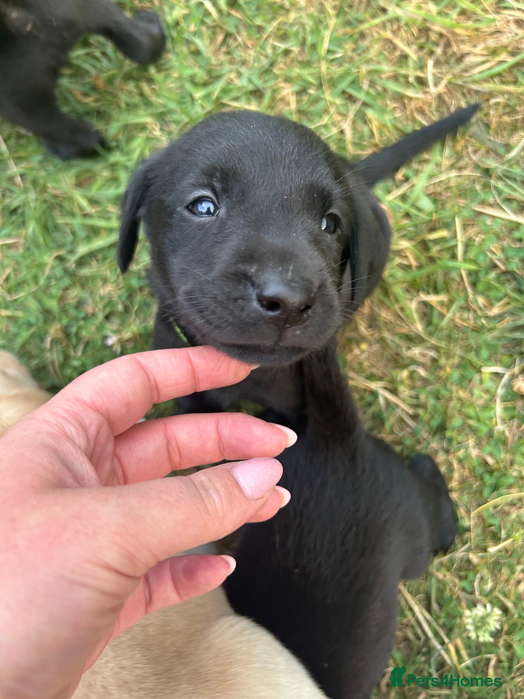 Labrador Retriever dogs for sale: Female black Labradors - Image 16