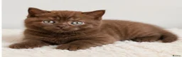 British Shorthair cats for sale: Last Boy British Shorthair chocolate 🤎✨ - Advert 6
