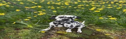 Dalmatian dogs for stud: Dalmatian for stud in Dundee - Advert 4