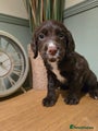 Cocker Spaniel Puppy 6
