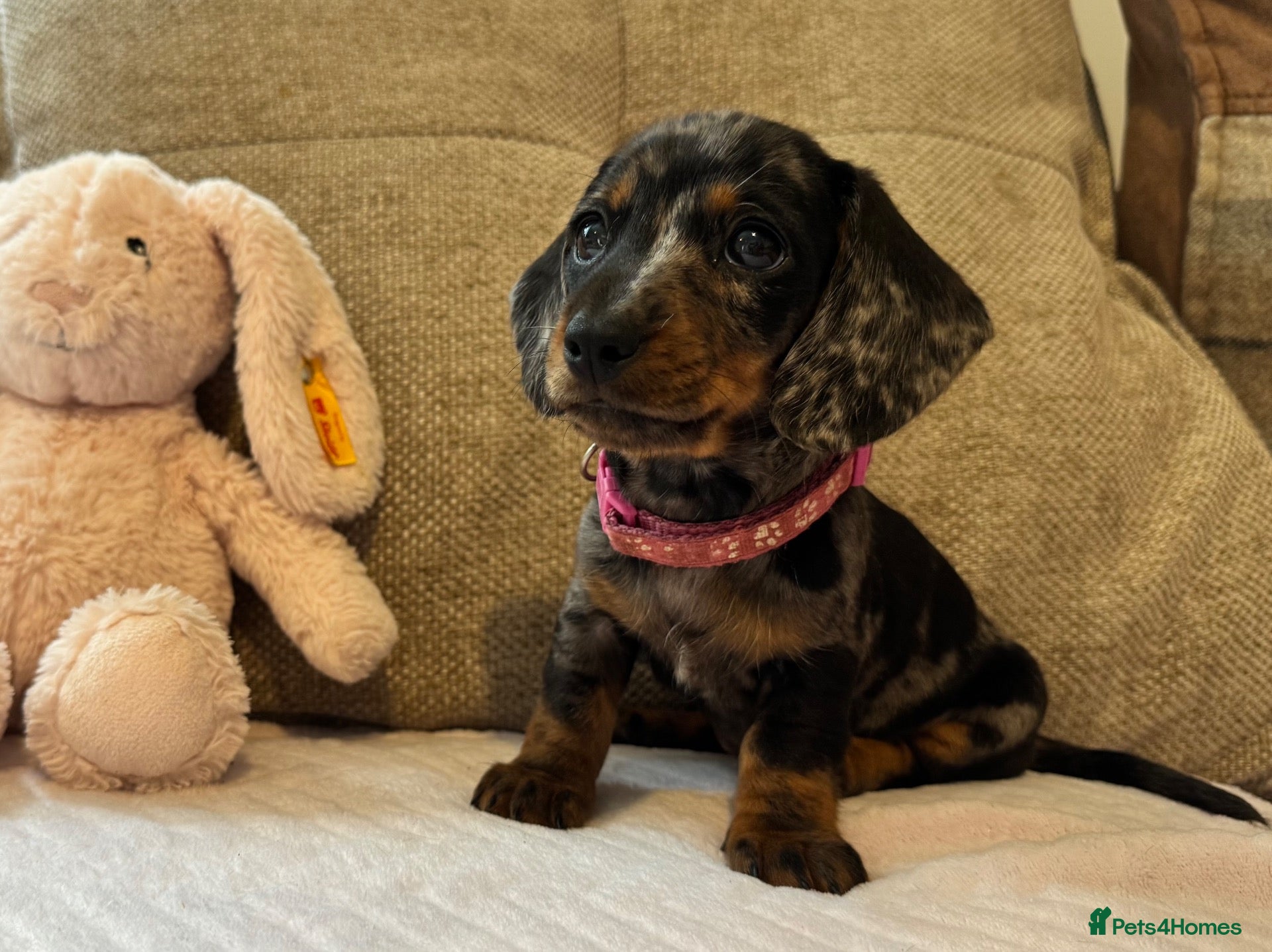 Miniature Dachshund dogs Ready Today🐾KC pedigree Mini Dachshund puppies - Advert 4