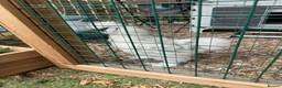 Chickens poultry for sale: Silkie Cockerel  in Ringwood - Advert 2