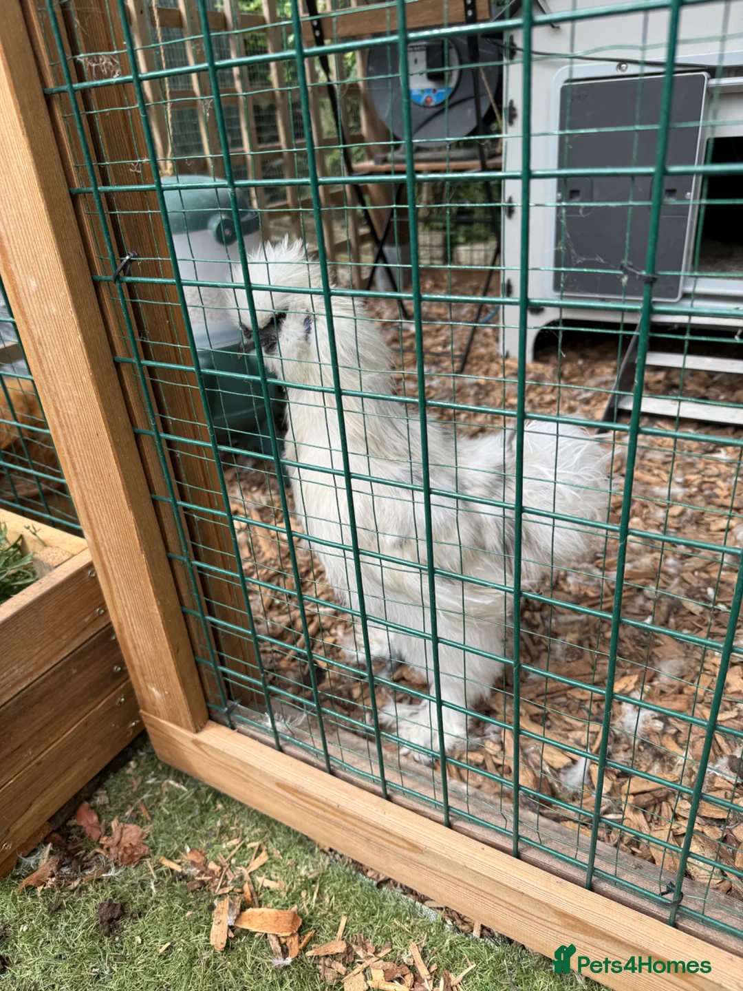 Chickens poultry for sale: Silkie Cockerel  in Ringwood - Advert 2