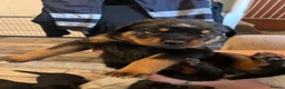 Rottweiler dogs for sale: Beautiful Rottweiler puppies  in Mablethorpe - Advert 12