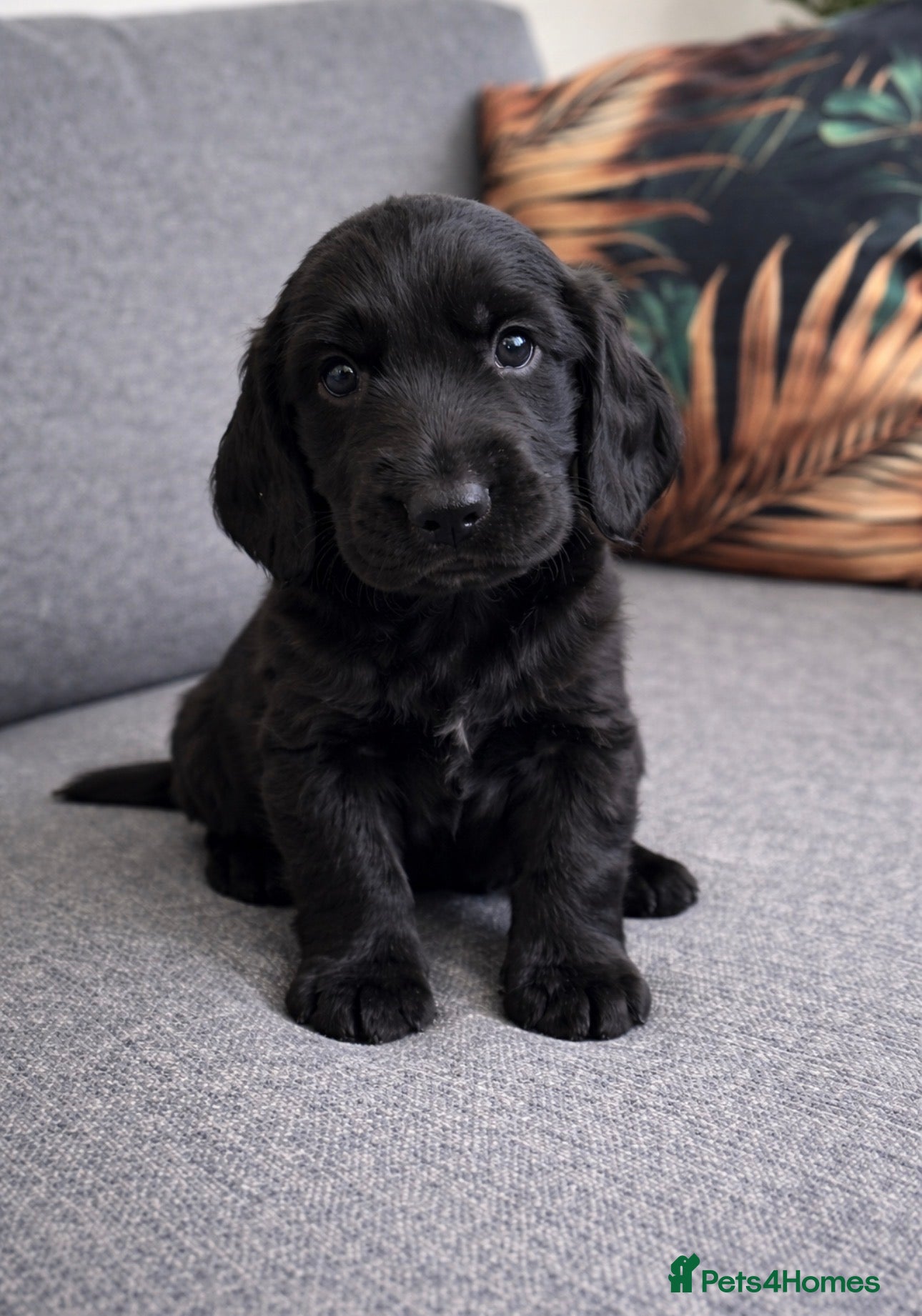 Flat coated Retriever dogs KC Reg.Beautiful Flat-Coated Retriever Boys  - Advert 1