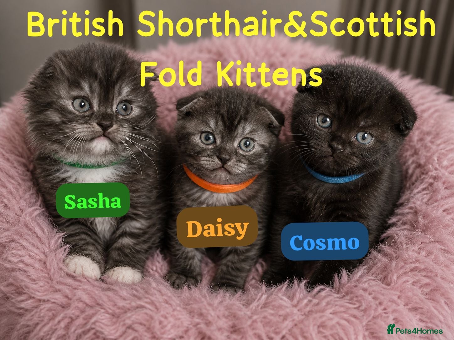 Mixed Breed cats GORGEOUS British Shorthair& ScottishFold Kittens - Advert 6