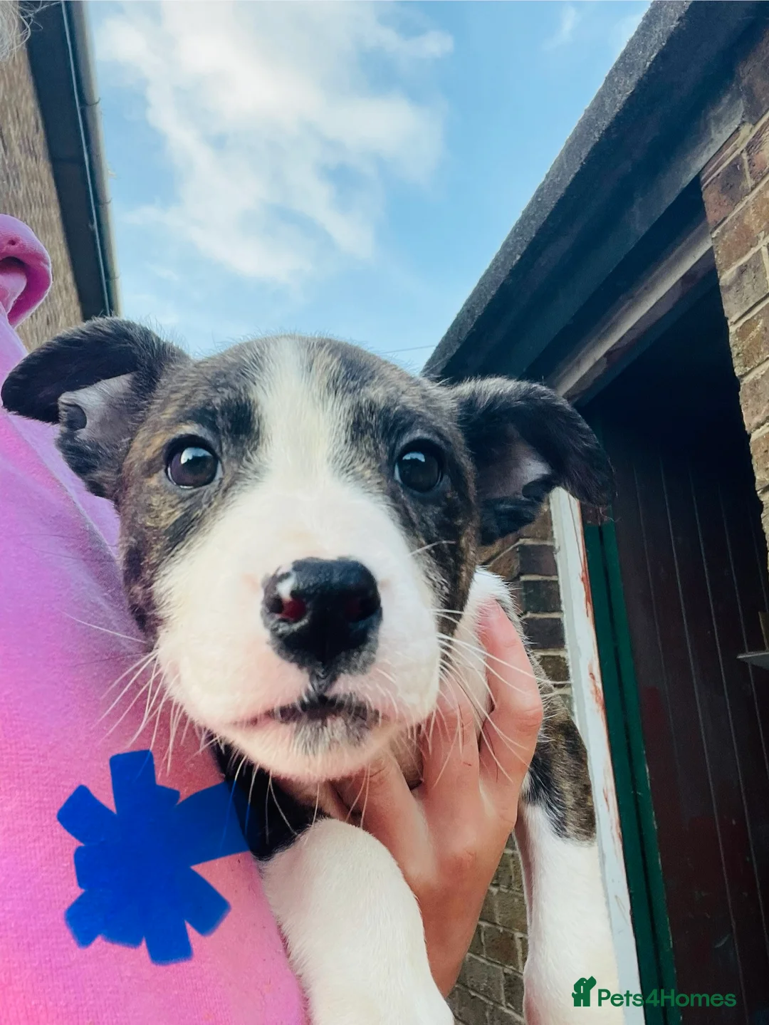 Mixed Breed dogs for sale: 10WeeksOld💕ReadyToLeave🐶 - Advert 2