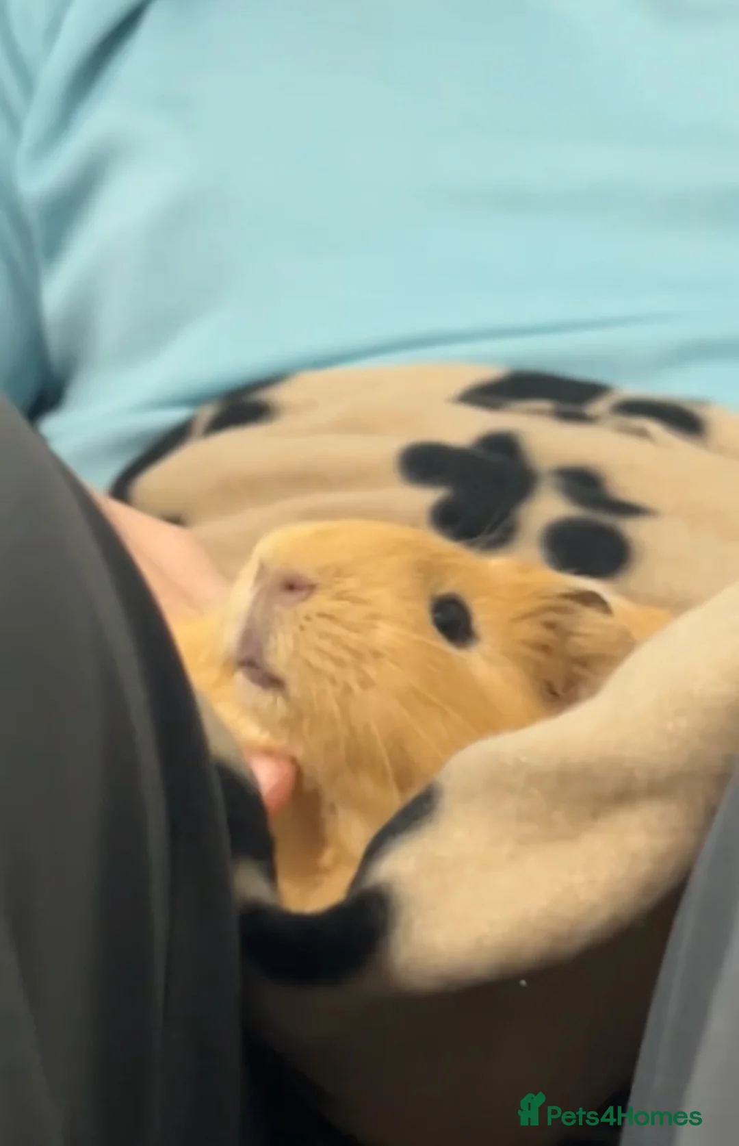 Guinea Pig rodents for sale: Bonded pair of male guinea pigs  - Advert 4