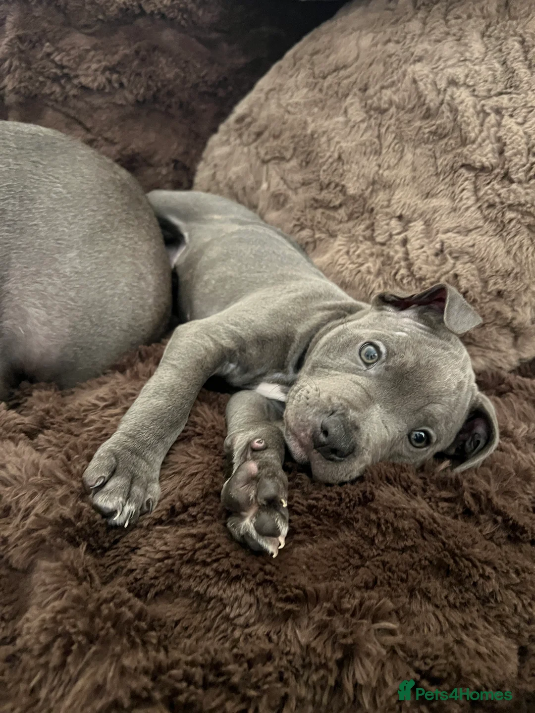 Staffordshire Bull Terrier dogs for sale: ONE GORGEOUS PURE BLUE BOY AVAILABLE  - Advert 1