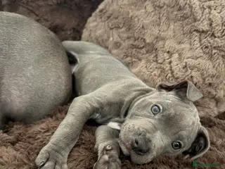 Staffordshire Bull Terrier dogs ONE GORGEOUS PURE BLUE BOY AVAILABLE - Advert 1