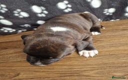 Staffordshire Bull Terrier dogs for sale: KC Reg Staffy Pups – Beautiful Chunky Puppys - Image 8