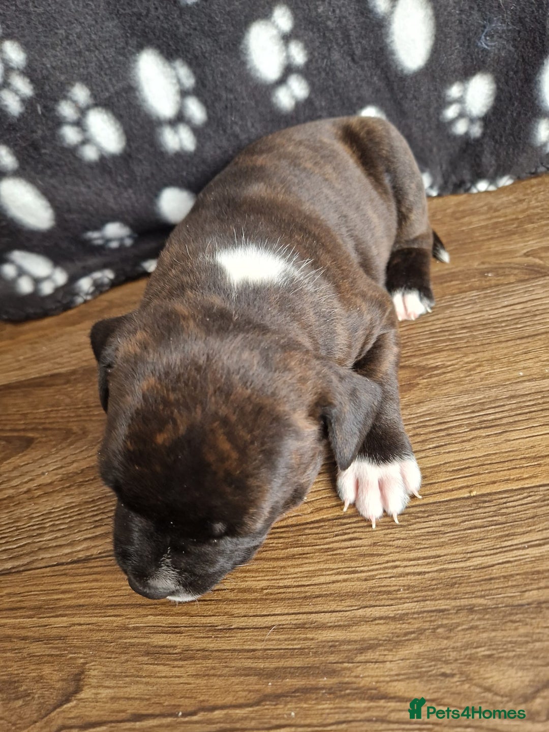 Staffordshire Bull Terrier dogs for sale: KC Reg Staffy Pups – Beautiful Chunky Puppys - Image 8