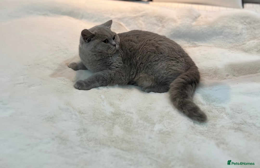 British Shorthair cats for sale: 💙 Pedigree Lilac British Shorthair Boys 💙 - Advert 5