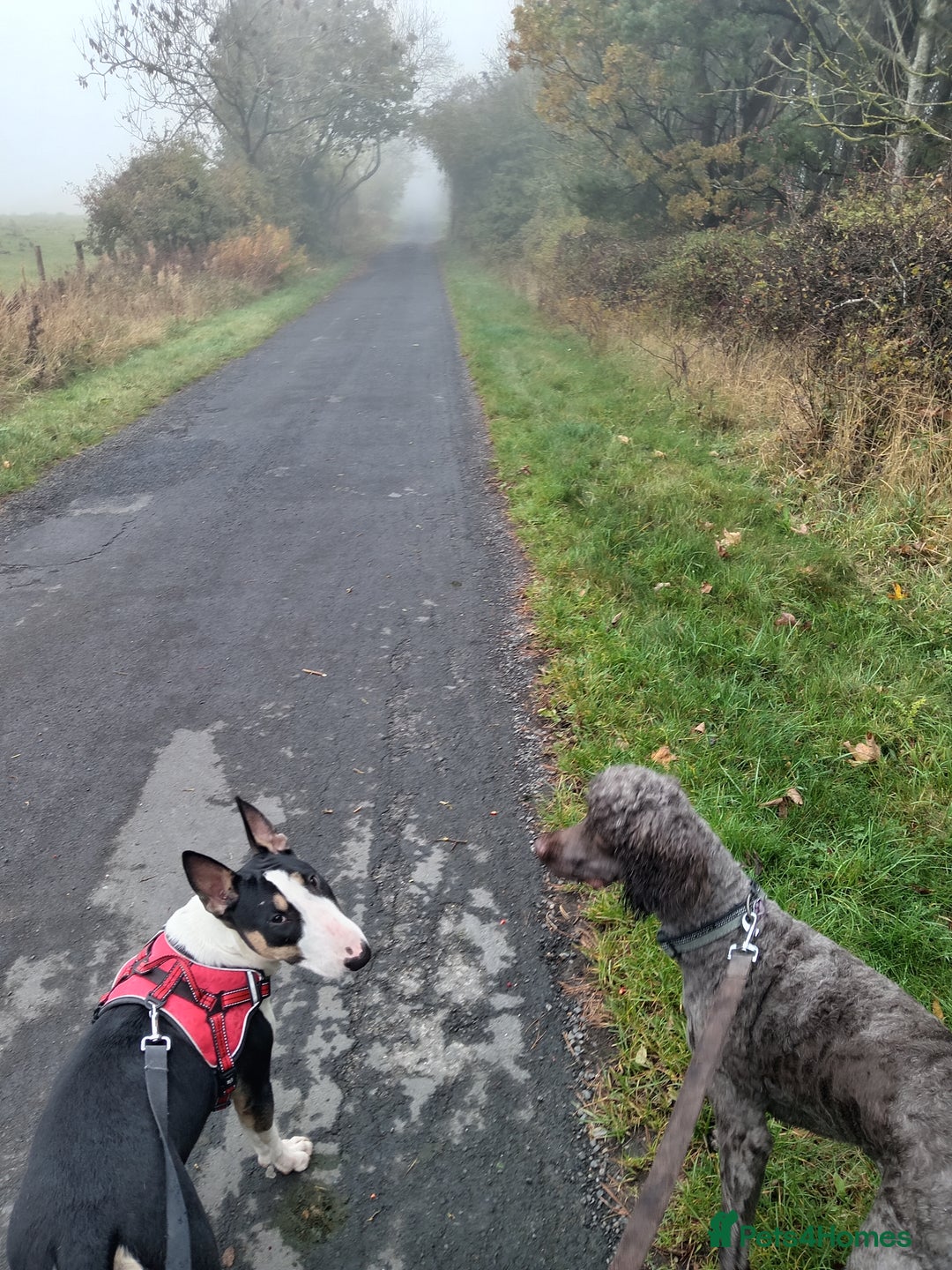 English Bull Terrier dogs for sale: English bull terrier bitch - Advert 5