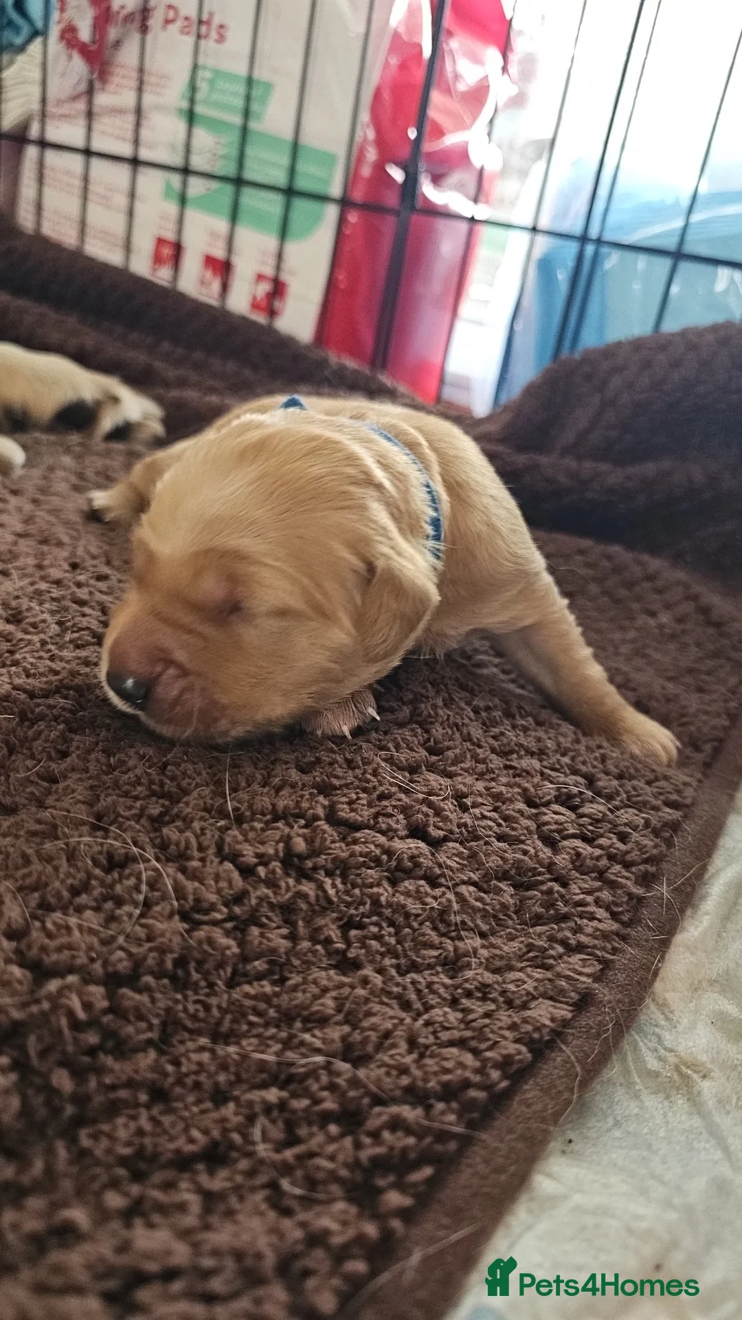 Golden Retriever dogs for sale: KC Golden Retriever Puppies. Exceptional Lines!💫 - Advert 39