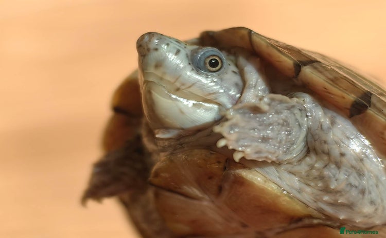 Turtle reptiles - Advert 1