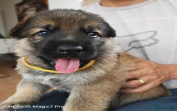 German Shepherd dogs for sale: German Shepherd puppies - Image 1