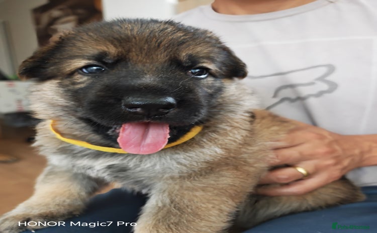 German Shepherd dogs - Advert 2