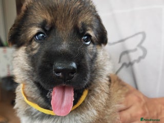 German Shepherd dogs - Advert 1