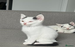 Domestic Shorthair cats for sale: Kittens for sale - domestic  - Image 6