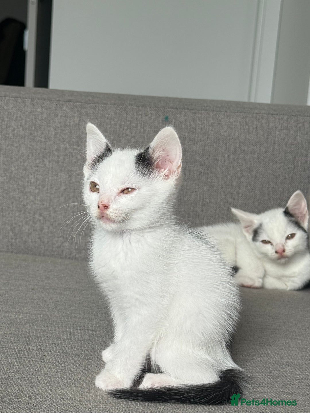 Domestic Shorthair cats for sale: Kittens for sale - domestic  - Image 6