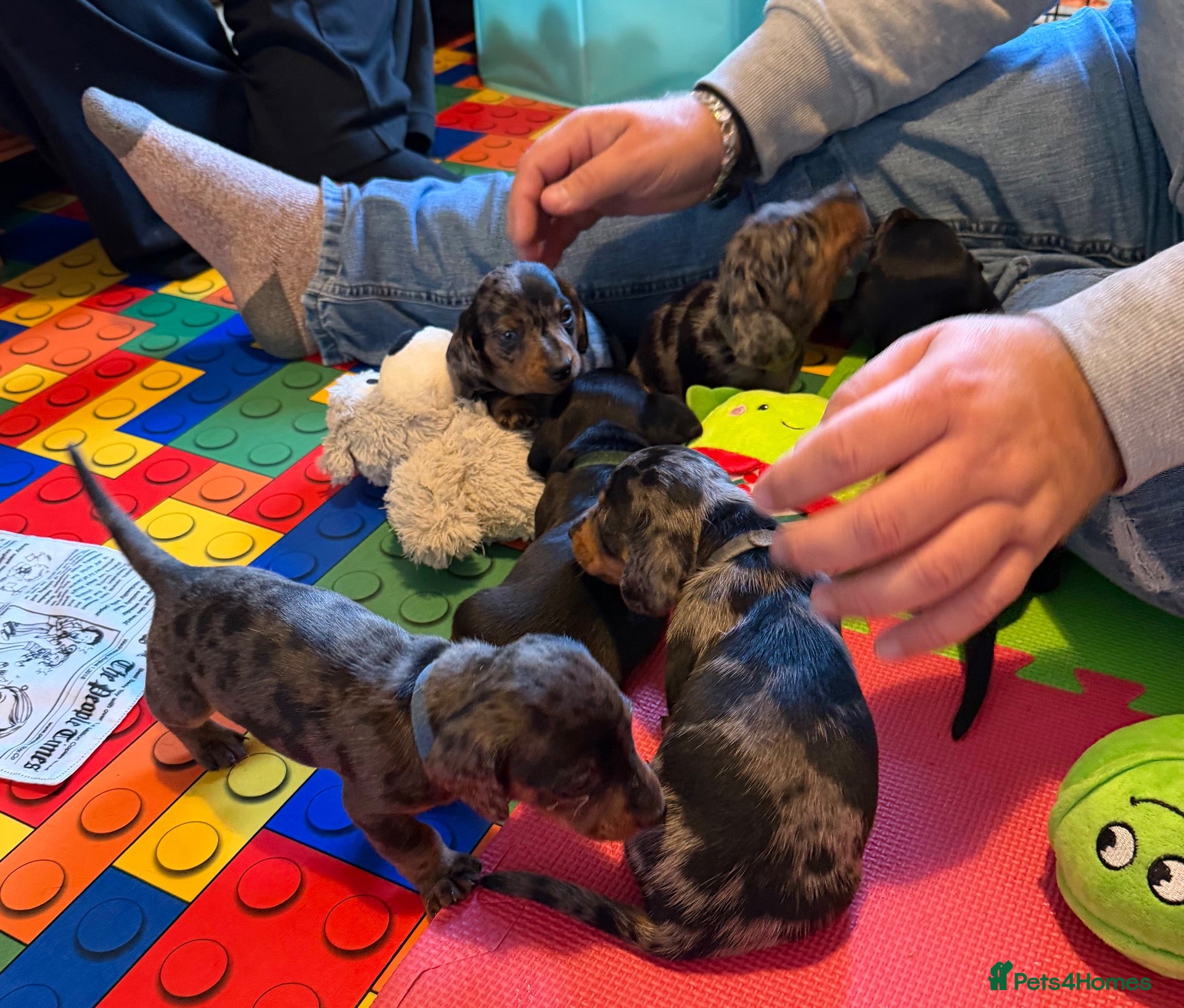 Miniature Dachshund dogs for sale: KC Mini Dachshund Silver Dapple Brindle Puppies  - Advert 2