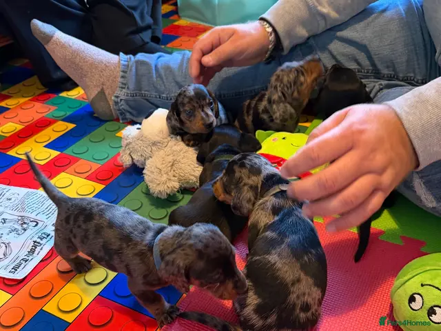 Miniature Dachshund dogs for sale: KC Mini Dachshund Silver Dapple Brindle Puppies - Advert 2