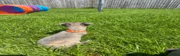 Whippet dogs for sale: Stunning KC registered whippet puppies - Advert 9