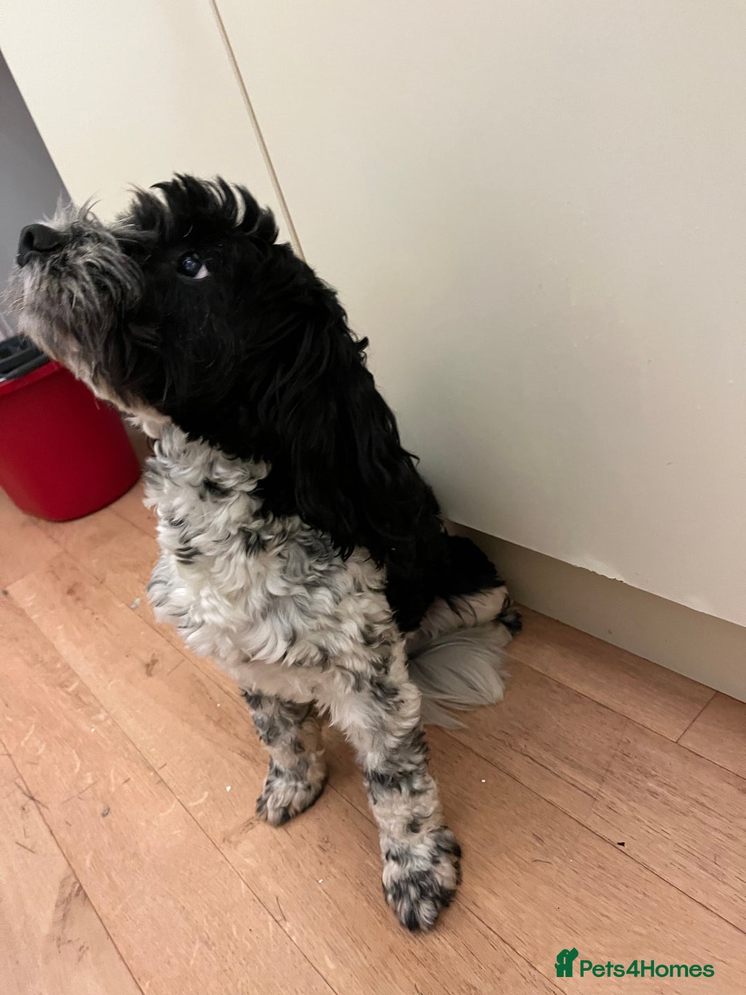 Cockapoo dogs for sale: 2year old cockerpoo boy - Advert 4