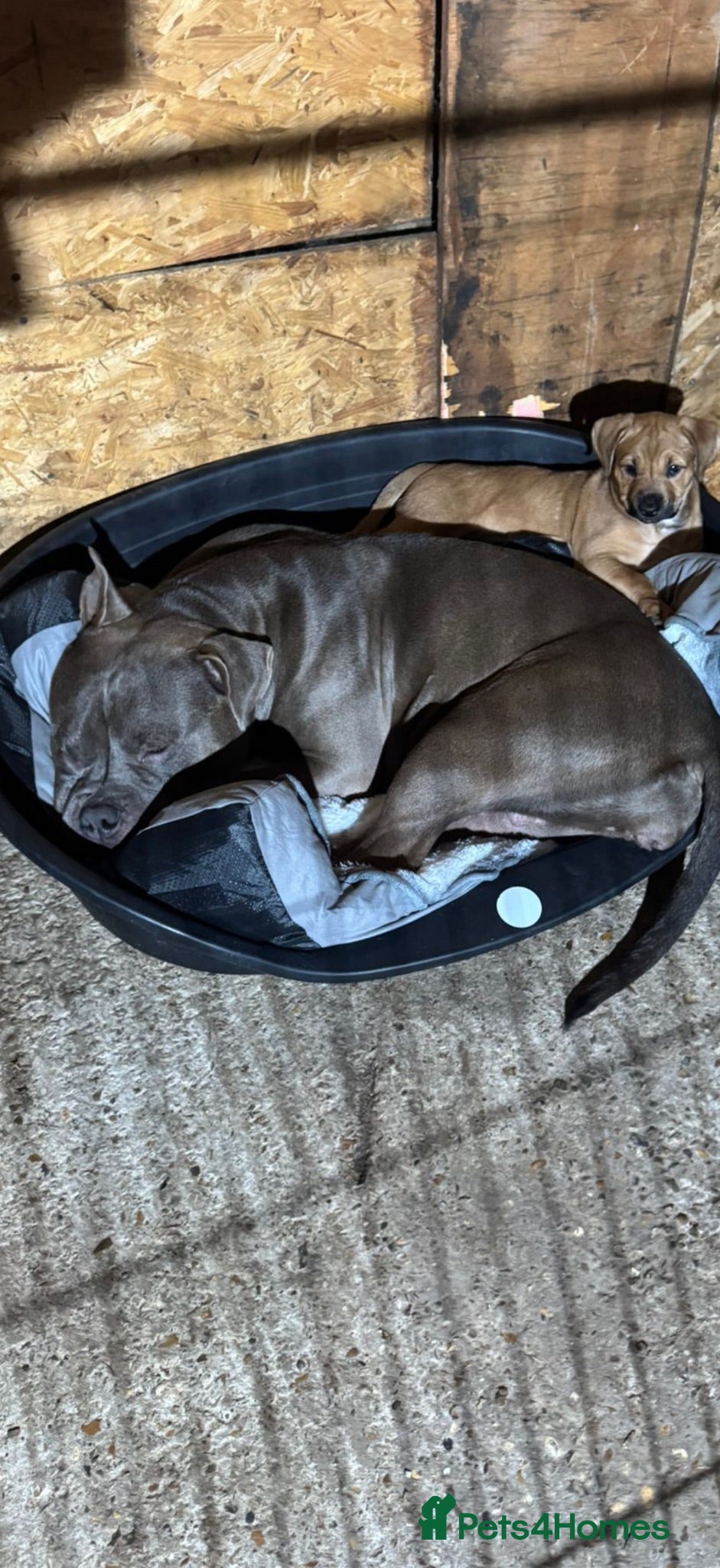 Mixed Breed dogs Bull hound puppies - Advert 4