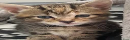 Mixed Breed cats for sale: Last female bengal x ASH x Bombaykittens 🐱 - Advert 22