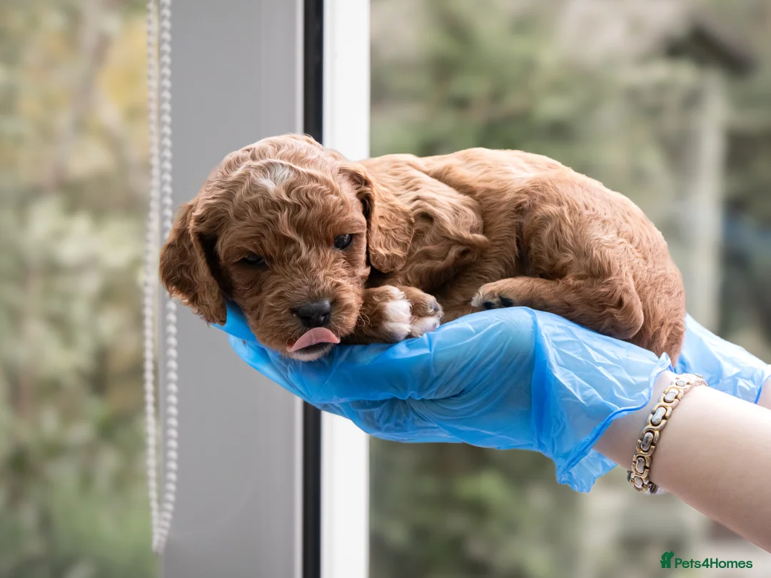 Cavapoo dogs for sale: Adorable Cavapoo Puppies for Sale - Advert 4