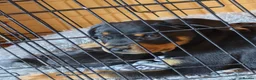 Rottweiler dogs for sale: Male rottweiler puppie - Advert 2