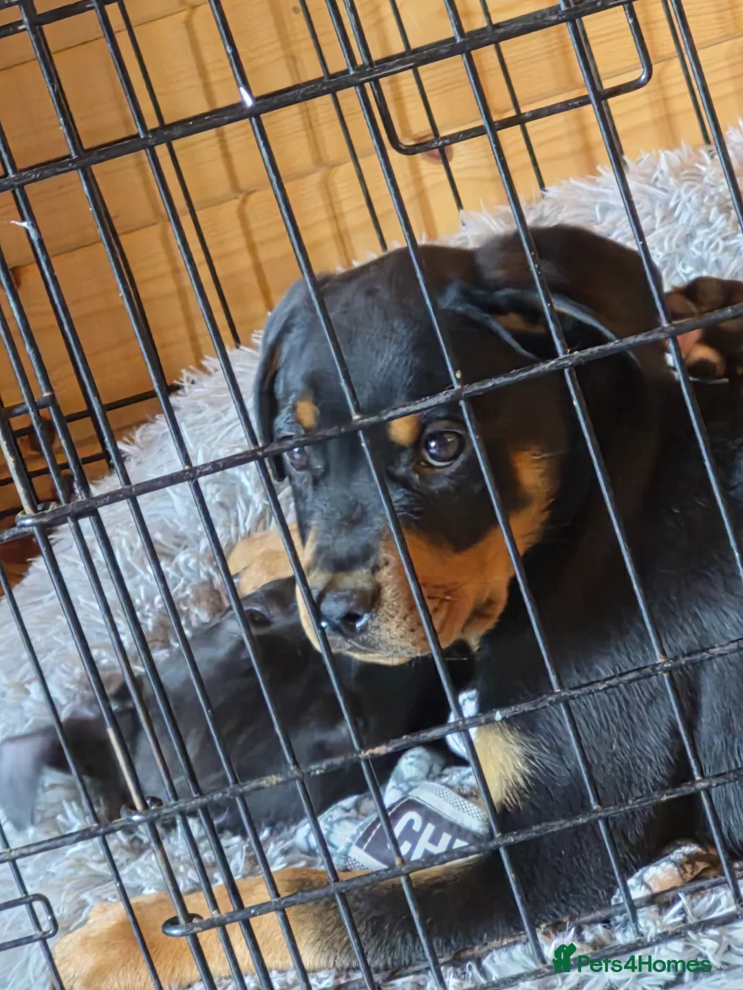 Rottweiler dogs for sale: Male rottweiler puppie - Advert 2