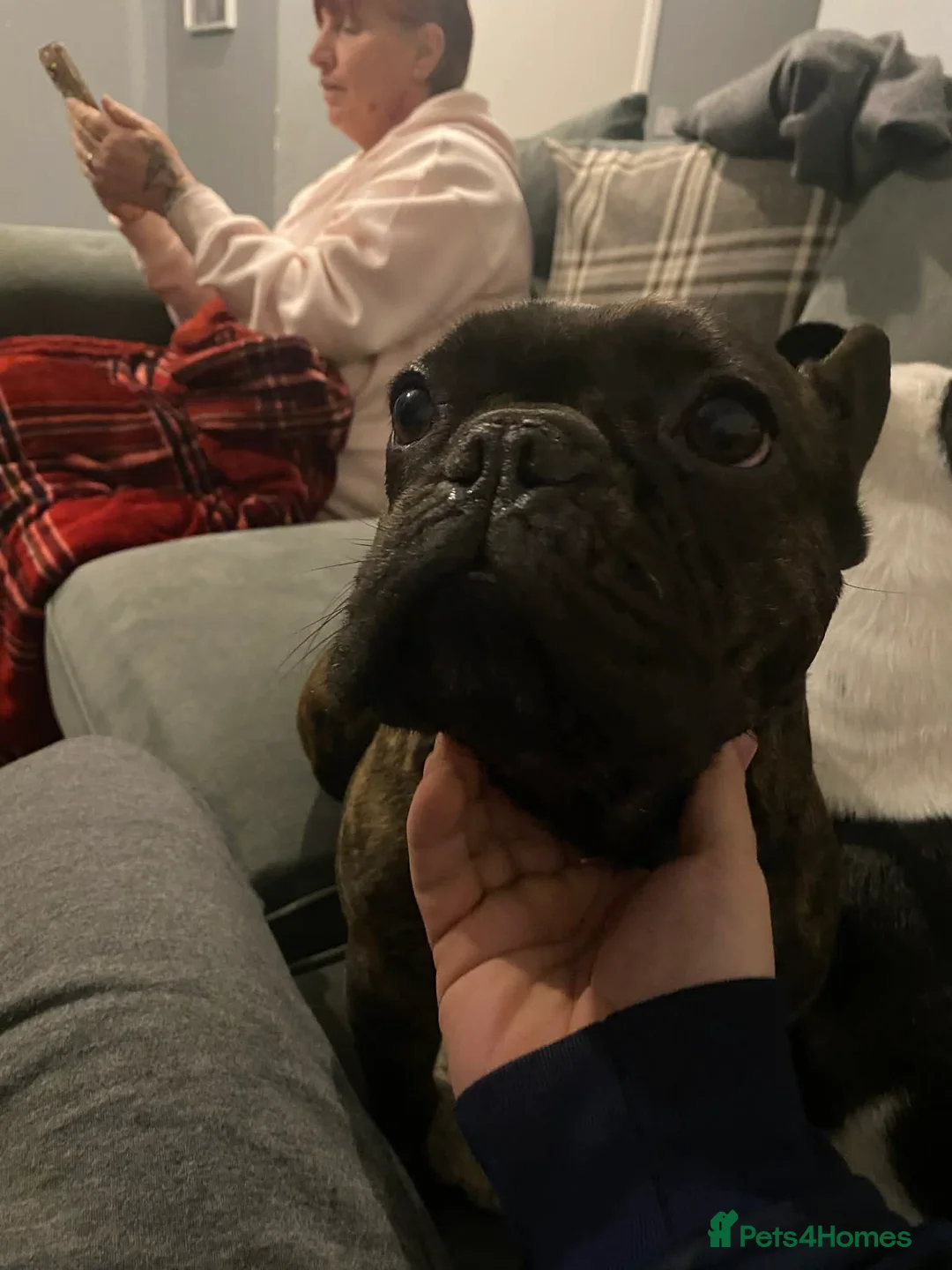 French Bulldog dogs for sale: urgent rehoming french bulldogs - Advert 8
