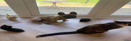 British Shorthair cats for sale: British shorthair/calico kittens in Southampton - Advert 10