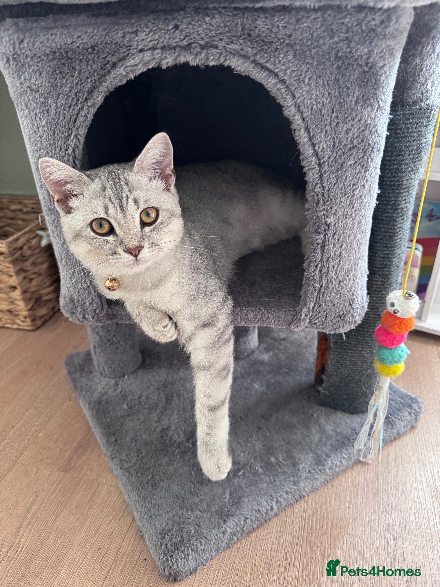 British Shorthair cats Rehoming of Ziggy - Advert 4