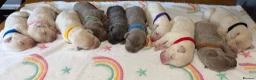 Labrador Retriever dogs for sale: Stunning Silver Charcoal Champagne Labrador pups - Advert 5