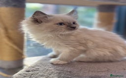 Ragdoll cats for sale: Ragdoll kittens f - Image 2